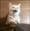 1AttentionCat Discord emoji