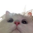owoCat Discord emoji