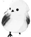 parrotbilldancing