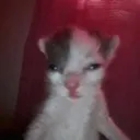 wetcat