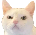 Angerycat AngeryCat Discord Emoji