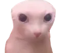 bimguz