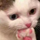 cat_Cathm