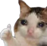 sadcatthumb
