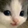 hehe