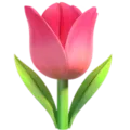 tulip