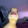 Duck_Stare Duck_Stare