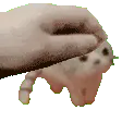 petpetelwiwi