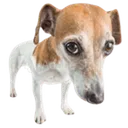mydog