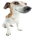 yourdog