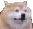 DogBruh