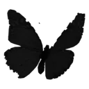 A_butterfly001