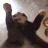 catshake catshake
