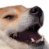 kekdoggo
