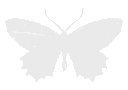 b_butterflyWhite