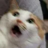 shockedcat
