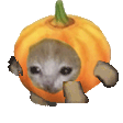 pumpkincat