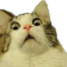 cat_shock