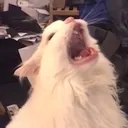 dies