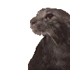sadkitty