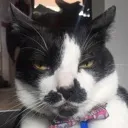 Albert