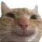 cat_happy cat_happy