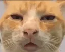 confusedcat