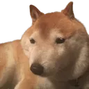 fake_doge