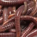 IRLWORM