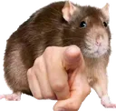RatPoint RatPoint