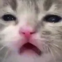 catite