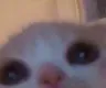 Peek