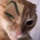 catduvidando
