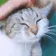 PetTheCat