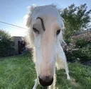 longface