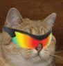 wickedsunglassescat wickedsunglassescat