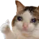 Catcry catcry Discord Emoji