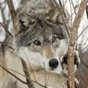 WolfExcite