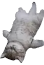 BM_ImDeadKitty