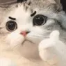 Letcatto Letcatto