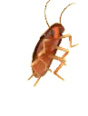 roachspin