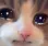 sadcat Discord Emoji