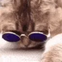 catglasses