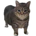catte