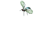 awh_whitebug
