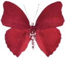 ar_butterflyred Discord Emoji