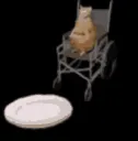 WheelchairCat