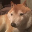 shiber2