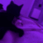 z_catshug