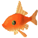 goldfish